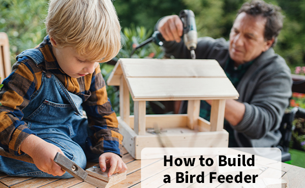5 of the Most Popular Types of Bird Feeders to Build 5 of the Most Popular Types of Bird Feeders to Build